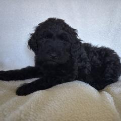 Whiskey - Black male Double Doodle puppy in Big Stone Gap, Virginia from Southern Sunshine Doodles