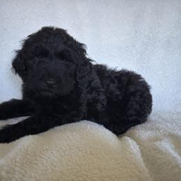 Whiskey - Black male Double Doodle puppy in Big Stone Gap, Virginia from Southern Sunshine Doodles