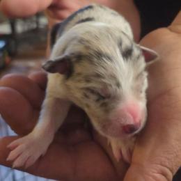 Girl 1 - White and blue merle female Border Collie puppy in Bradley, South Carolina from DiCola Farm