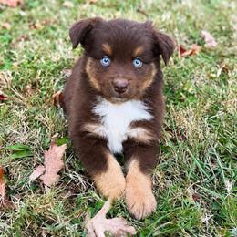 Red tri male - Red tri-color male Australian Shepherd puppy in Tyner, Kentucky from Lil’ Town Aussies