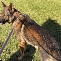 Beaucerons, German Shepherds, and Golden Retrievers from Von Zirbes Hundehutte