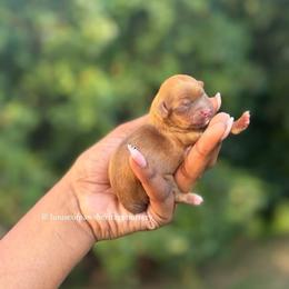 Mint - Red male Shih Tzu puppy in Garner, North Carolina from House of Paws Heritage Nursery LLC.