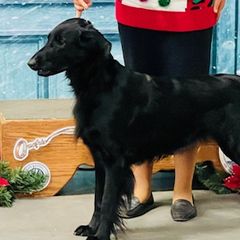 Flat-Coated Retrievers from Urbanova Flat-Coated Retrievers