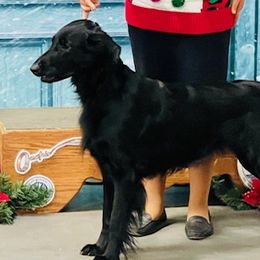 Flat-Coated Retrievers from Urbanova Flat-Coated Retrievers