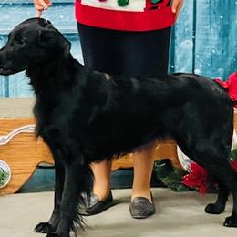 Flat-Coated Retrievers from Urbanova Flat-Coated Retrievers