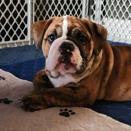 Bulldog Puppies from Mary Estabrook