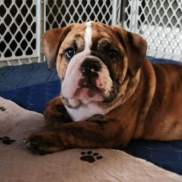 Bulldog Puppies from Mary Estabrook