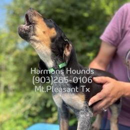 Gunner - Blue ticked and tan male Bluetick Coonhound puppy in Mount Pleasant, Texas from Harmons Hounds