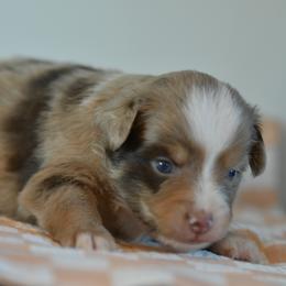Benjamin - Red merle male Miniature Australian Shepherd puppy in Hartman, Arkansas from Southern Edition Aussies