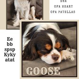 Goose - Cavalier King Charles Spaniel
