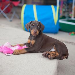 Doberman Pinscher Puppies from Prima Dobermans