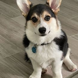 Pembroke Welsh Corgi Puppies from Cattal Corgis