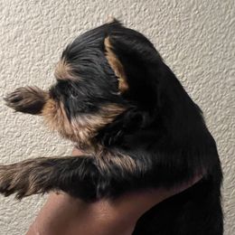 Yorkshire Terriers from Pooch Perfect Puppies