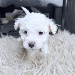 Marshmallow - White female Bernedoodle puppy in Tyner, Kentucky from Good Dog Doodles