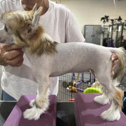 Female 2 - Apricot female Chinese Crested puppy in Ocala, Florida from Jumping Jacks Russells