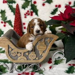 Twinkle - Blue Collar Boy - Red  male Goldendoodle puppy in Roseburg, Oregon from Dbos Furry Friends