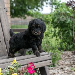 Piano - Great with Kids - Phantom female Bernedoodle puppy in Eureka, Illinois from Joley Aire Family Dogs