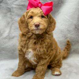 Macaroni - Apricot female Goldendoodle puppy in Williamson, New York from Lakeside Doodles