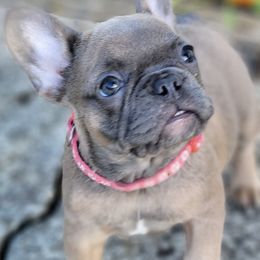 French Bulldogs from Beach Town Bullies