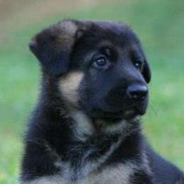 German Shepherds from Rick's German Shepherds