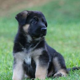 German Shepherds from Rick's German Shepherds
