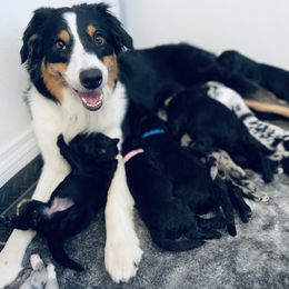 Aussiedoodle Puppies from Beachside Aussiedoodles