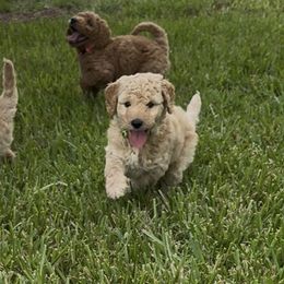 Goldendoodles from Sunshine Doodles
