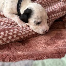 Orbit - White and black male Dalmatian puppy in Albuquerque, New Mexico from Storm & Blue's Dalmatian Pups