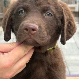 Green - Brown male Chesapeake Bay Retriever puppy in Riverview, Florida from Breezeswept Kennel