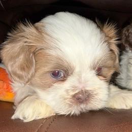 Parti Boy - Lilac male Shih Tzu puppy in Albany, New York from Precious Shihpoo’s and Luxurious Shih Tzu’s
