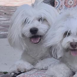 Havanese from HavanesePuro