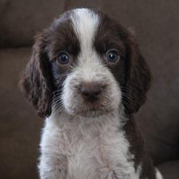 Malie - Tri-Roan female English Springer Spaniel puppy in Florida from Thunderbird Springers