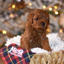 Aussiedoodle, Goldendoodle, and Miniature Australian Shepherd Puppies from JMR Aussies and Doodles