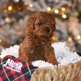 Aussiedoodle, Goldendoodle, and Miniature Australian Shepherd Puppies from JMR Aussies and Doodles