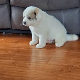 Great Pyrenees Puppies from Gulf Coast Pyrenees