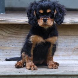 Boston Terrier, Cavalier King Charles Spaniel, French Bulldog, and Golden Retriever Puppies from Promise Land