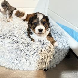 Roomy - Black phantom female Aussiedoodle puppy in Fredonia, Pennsylvania from Drew’s Aussies & Doodles