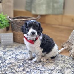 Meet Patches :) - Black and white male Cavapoo puppy in Centerville, Iowa from Barnyard Dachshunds, Dals & Doodles