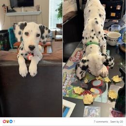 Dalmatian Puppies from Lone Star Dalmatians