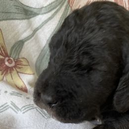 Girl 1 - Blue Bedlington Terrier puppy in Albuquerque, New Mexico from Windslore Bedlington Terriers