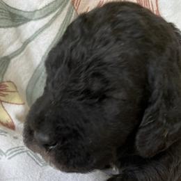 Girl 1 - Blue Bedlington Terrier puppy in Albuquerque, New Mexico from Windslore Bedlington Terriers