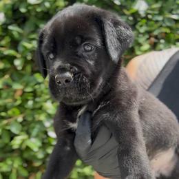 Boy 3 - Black male Cane Corso puppy in California from Donato Kennels