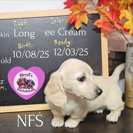 Zoe - Cream female Dachshund puppy in Hoquiam, Washington from Heyd's Mini Dachshunds