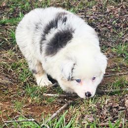 Millie - Blue merle female Miniature Australian Shepherd puppy in Smithville, Arkansas from Cooper Creek Aussies