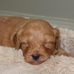 Doobie - Apricot male Aussiedoodle puppy in Central Islip, New York from Fifth Avenue Australian Shepherds