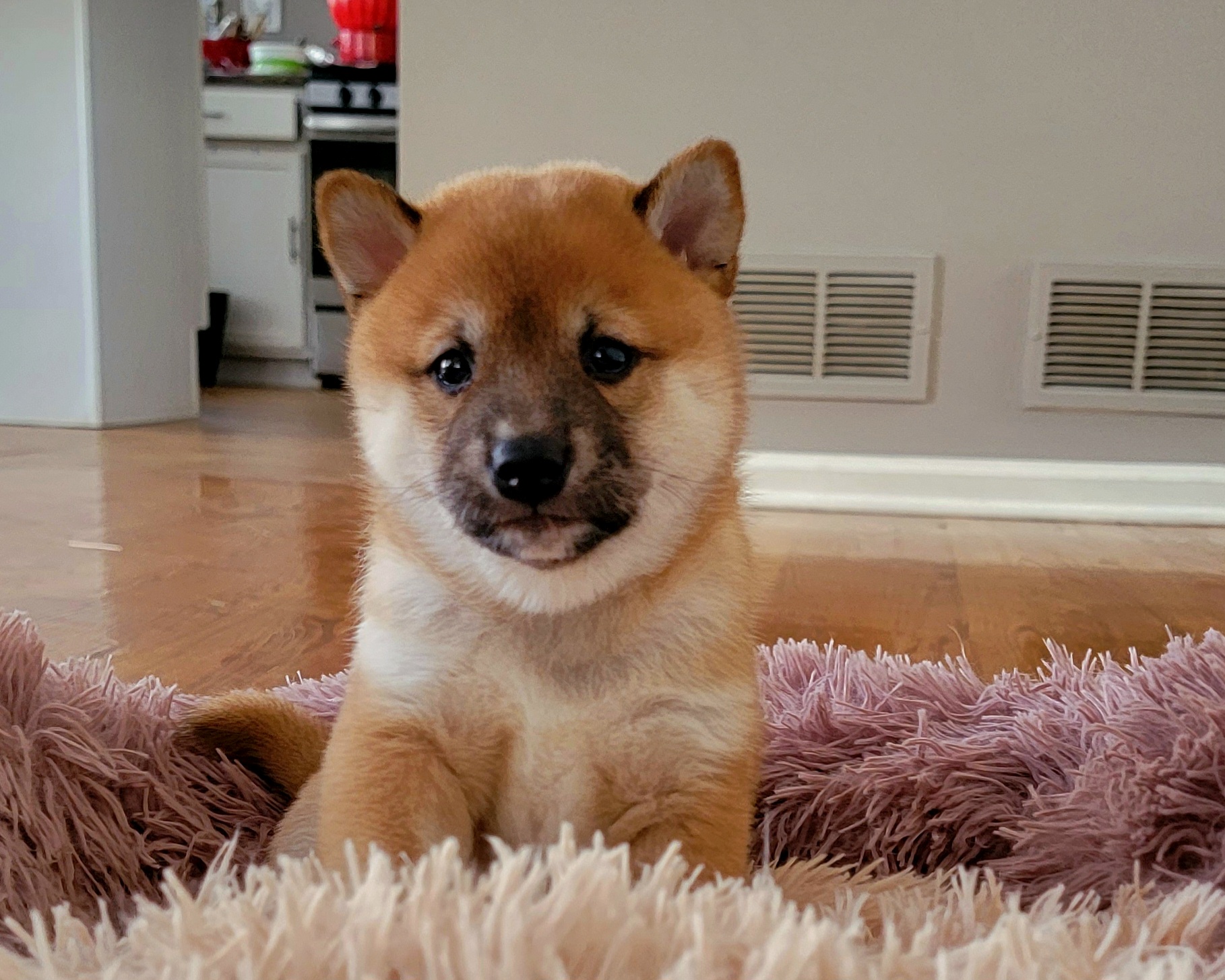 Shiba Inu puppies from Veronika's Shiba Inus