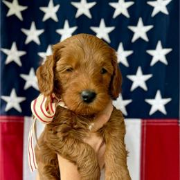 Georgia - Red  male Goldendoodle puppy in Springville, Utah from JW Doodles