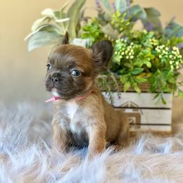 French Bulldog Puppies from Shining K Ranch