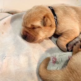 Boy 2 - Yellow Labrador Retriever puppy in Charleston, Maine from Puddledock Pups