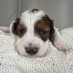 Lady - Piebald female Dachshund puppy in Chillicothe, Ohio from Brittney's Dachshunds